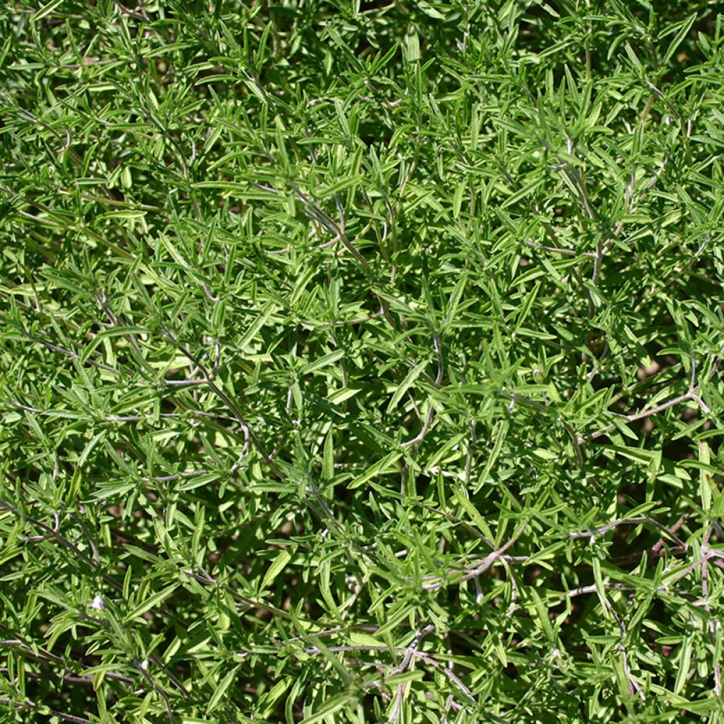 Segurelha anual biológica