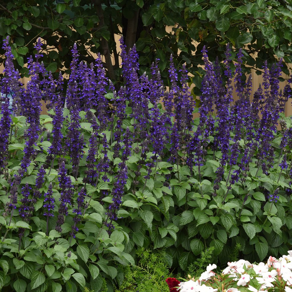 Salvia Big Blue em sementes
