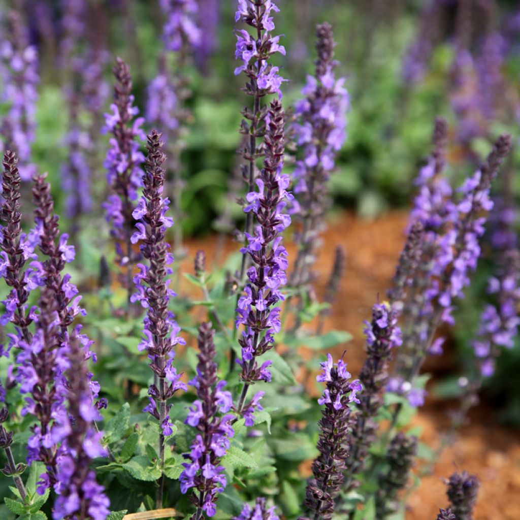 Salvia nemorosa Dwarf Blue Queen em sementes