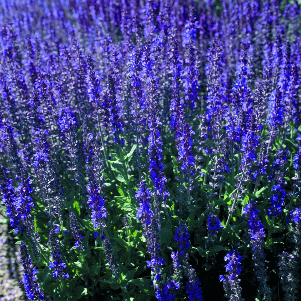 Salvia nemorosa Dwarf Blue Queen em sementes