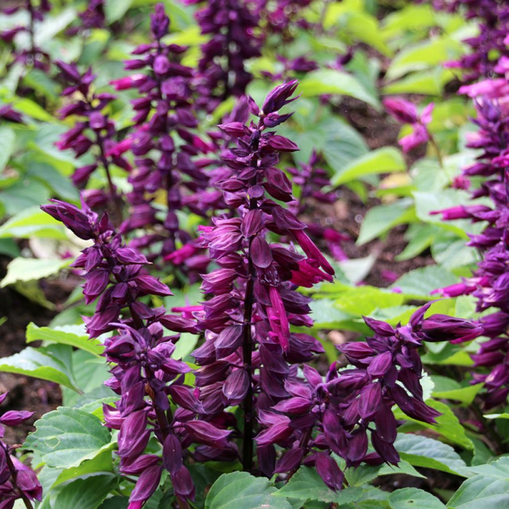 Salvia splendens Estella Purple em sementes