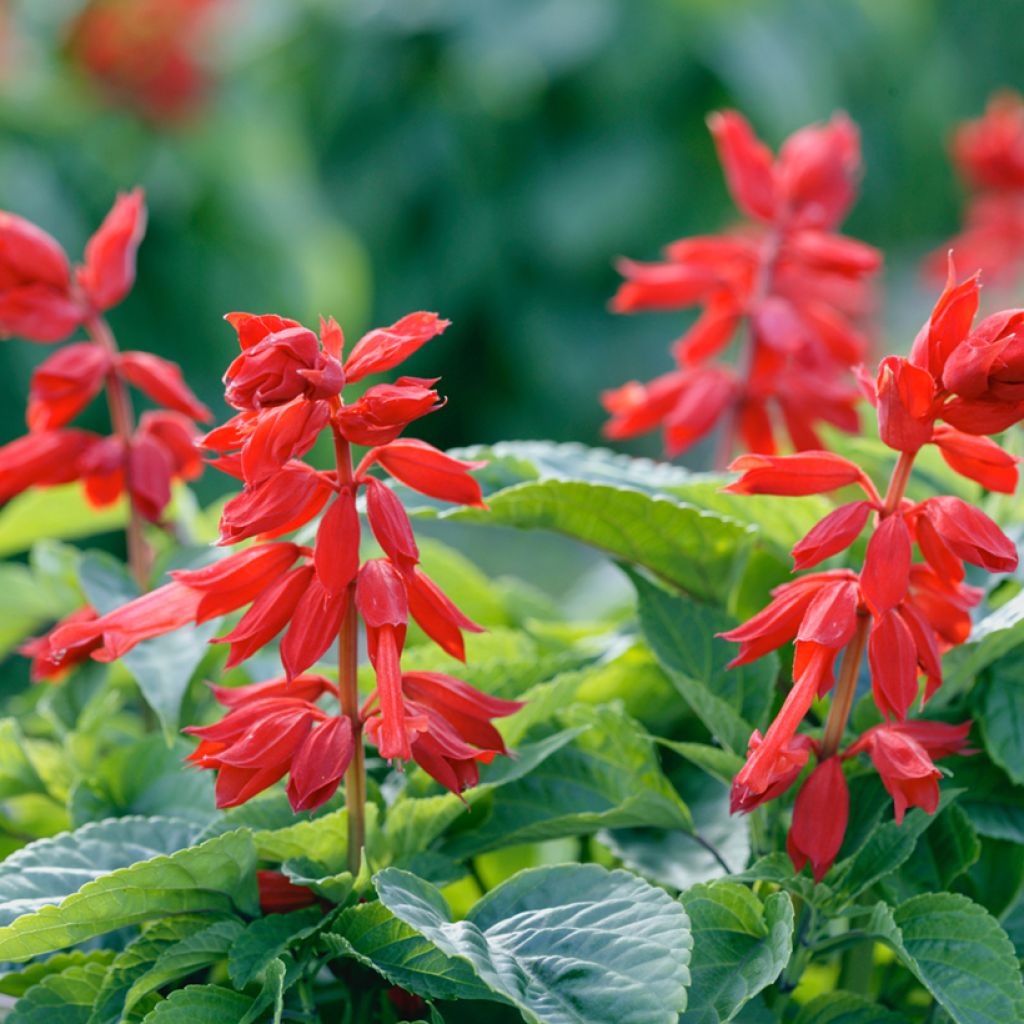 Salvia splendens Estella Red em sementes