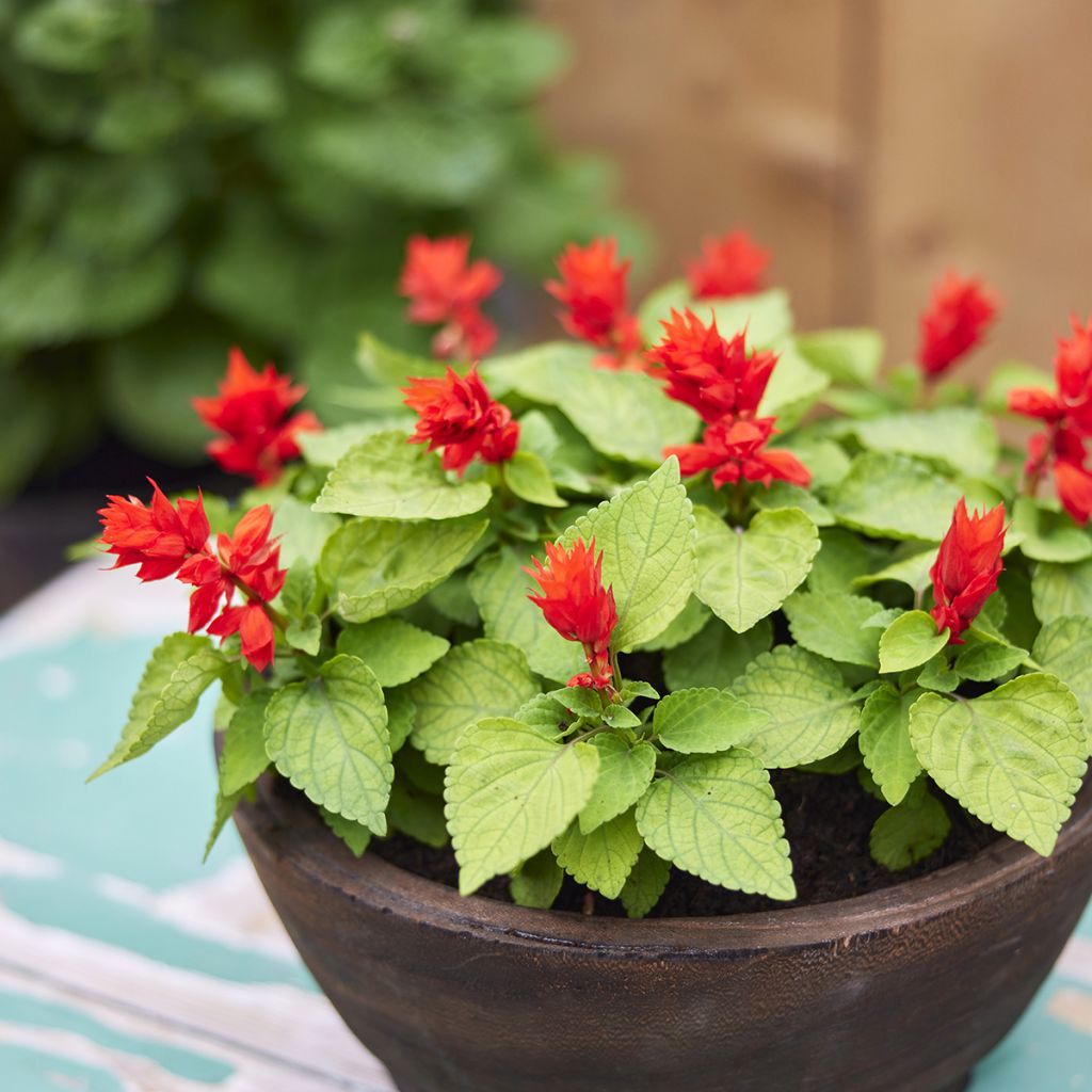 Salvia splendens Reddy Lime-leaved Red em sementes