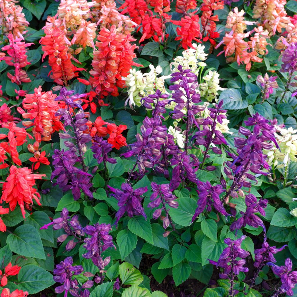 Salvia splendens Reddy Nero Mixture em sementes