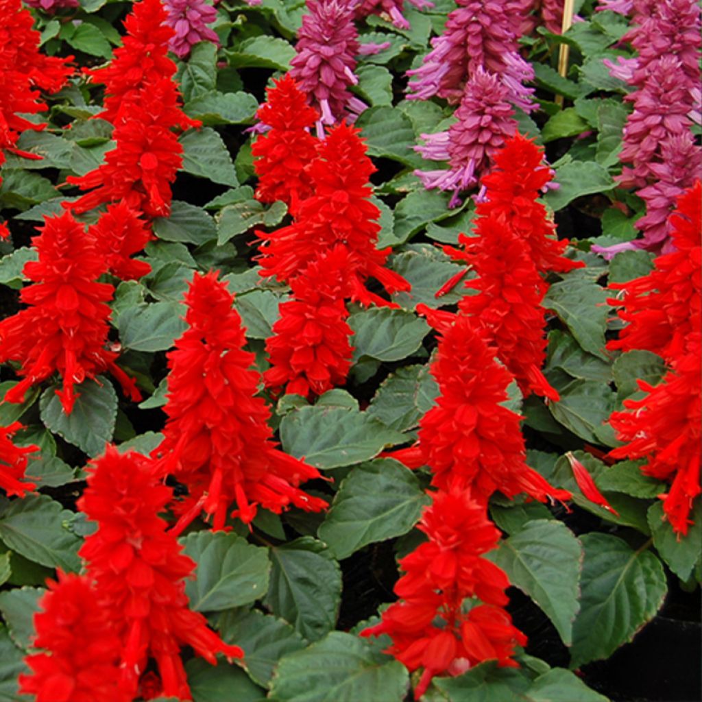 Salvia splendens Reddy rouge em sementes