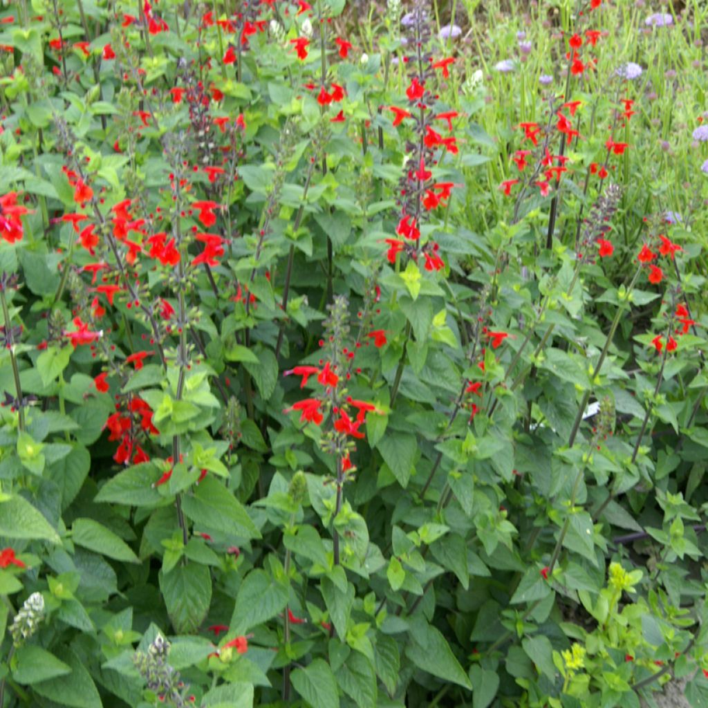Salvia coccinea em sementes