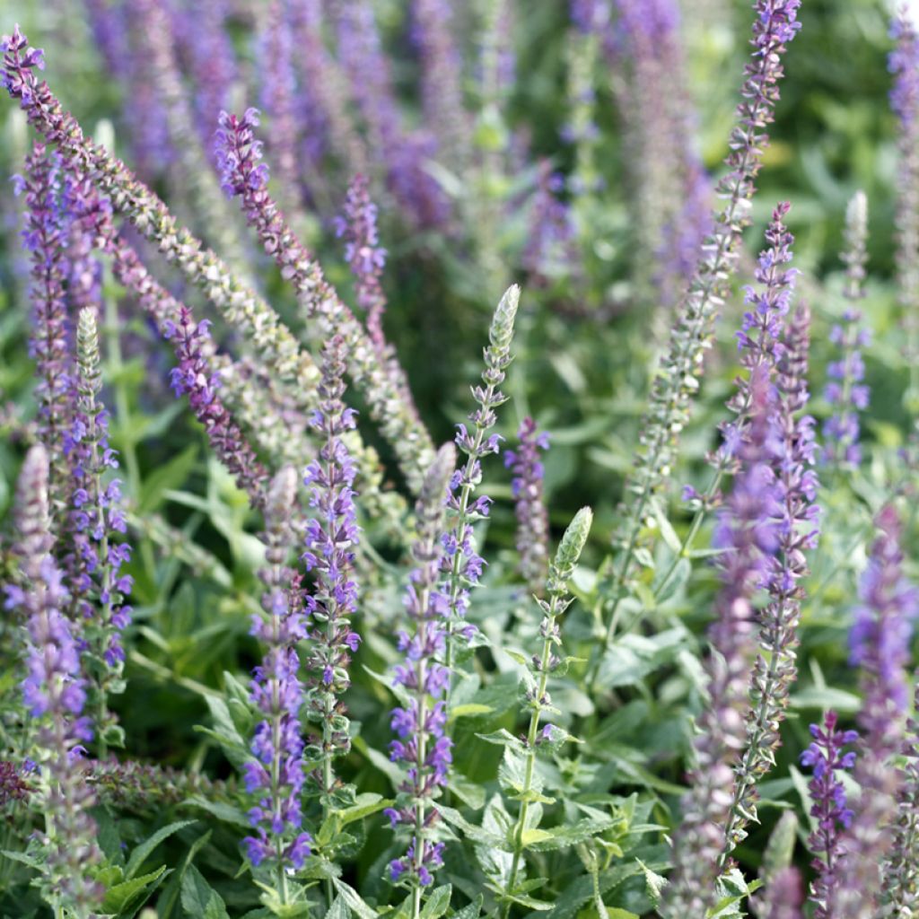 Salvia nemorosa West Friesland em sementes