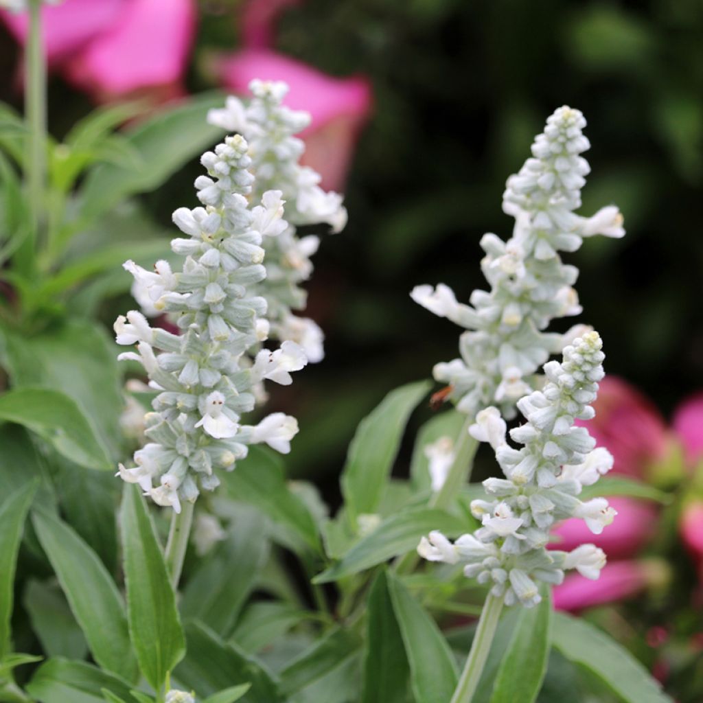 Salvia farinacea Cirrus White em sementes