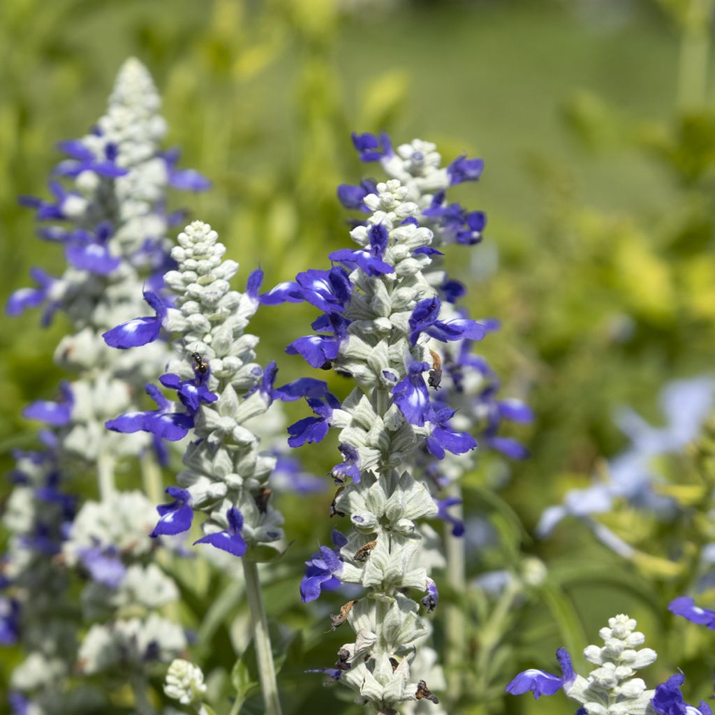 Salvia farinacea Strata Blue and White em sementes