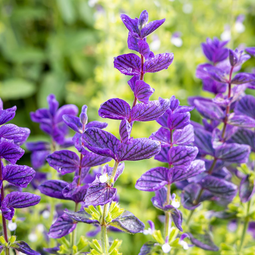 Salvia viridis Blue Monday em sementes