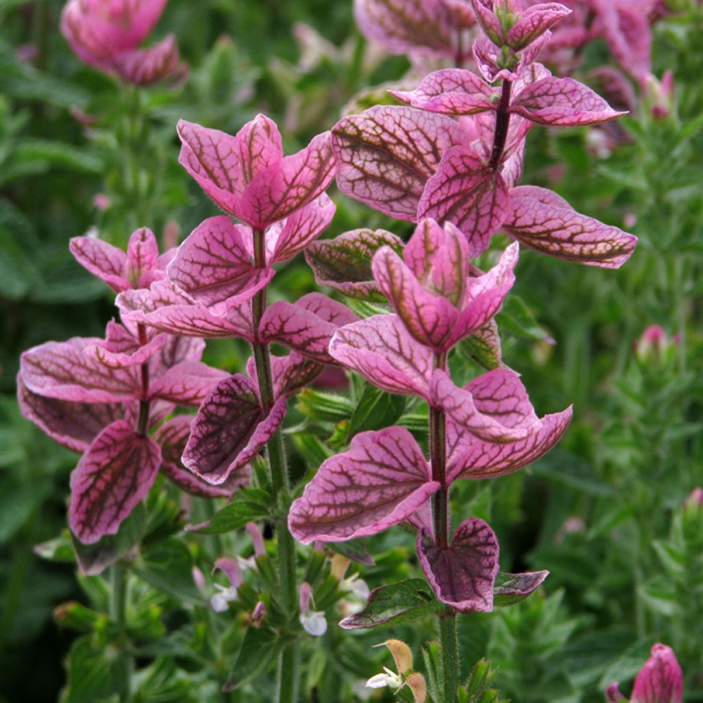 Salvia viridis Pink Sundae em sementes