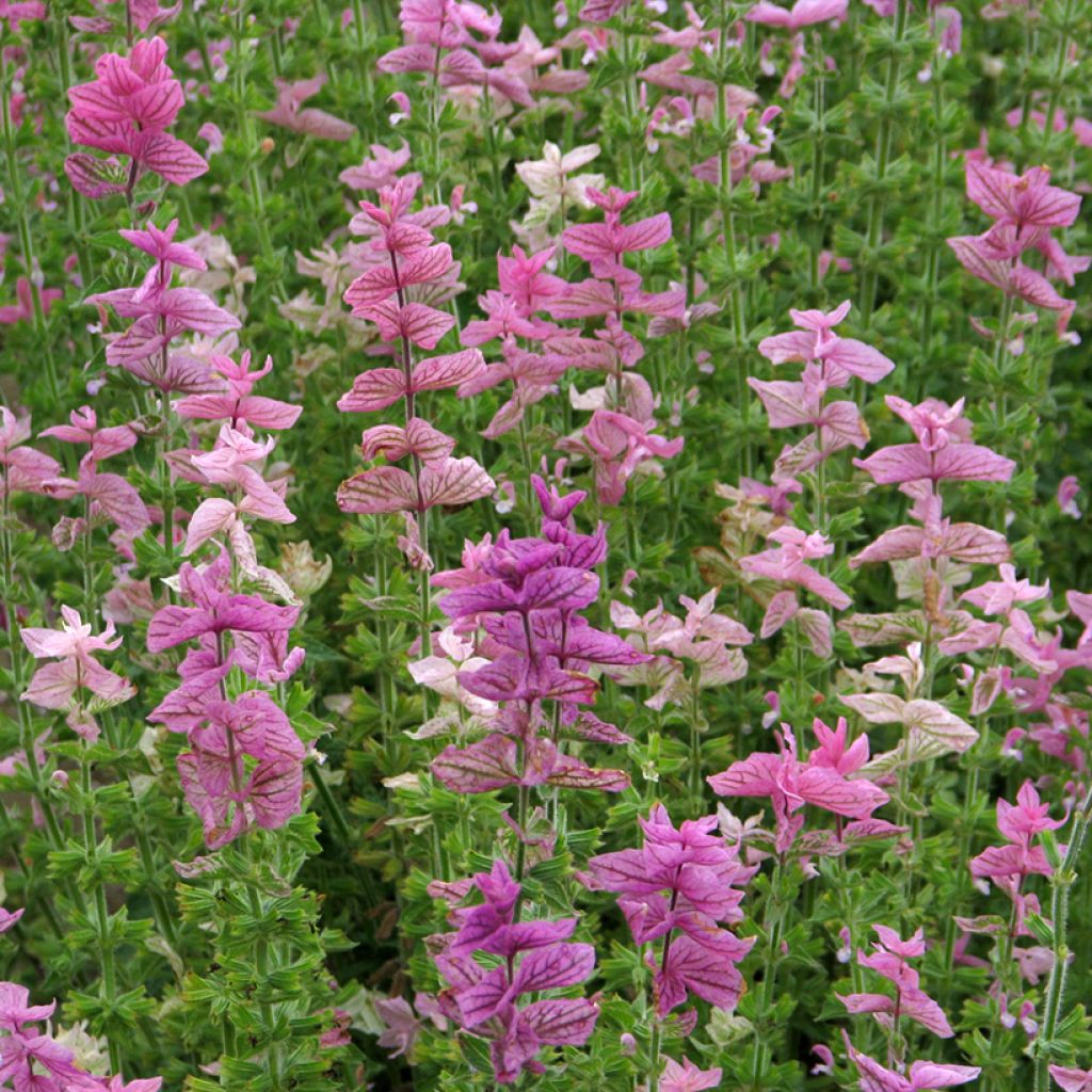 Salvia viridis Pink Sundae em sementes