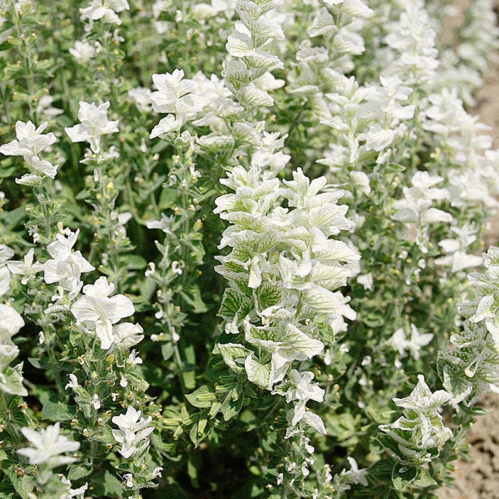 Salvia horminum White Swan em sementes