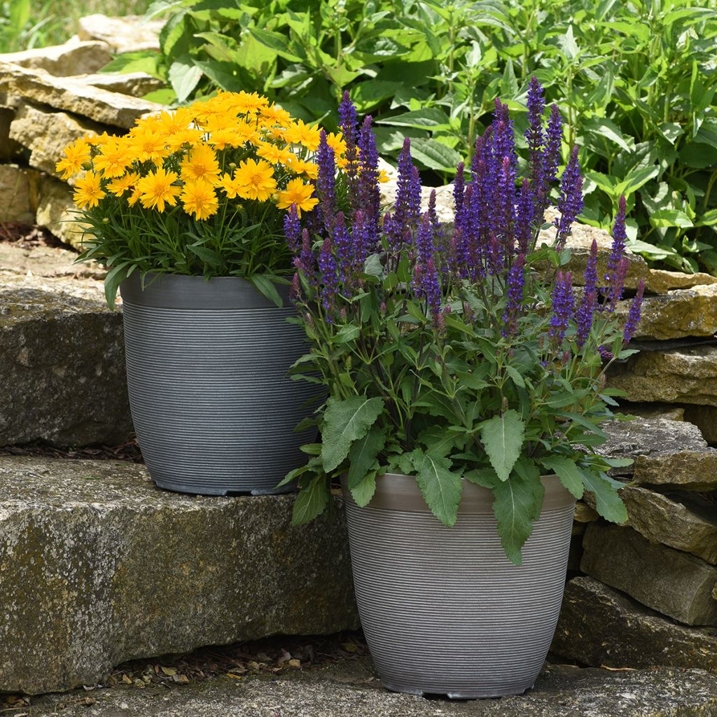 Salvia nemorosa Salvatore Blue em sementes