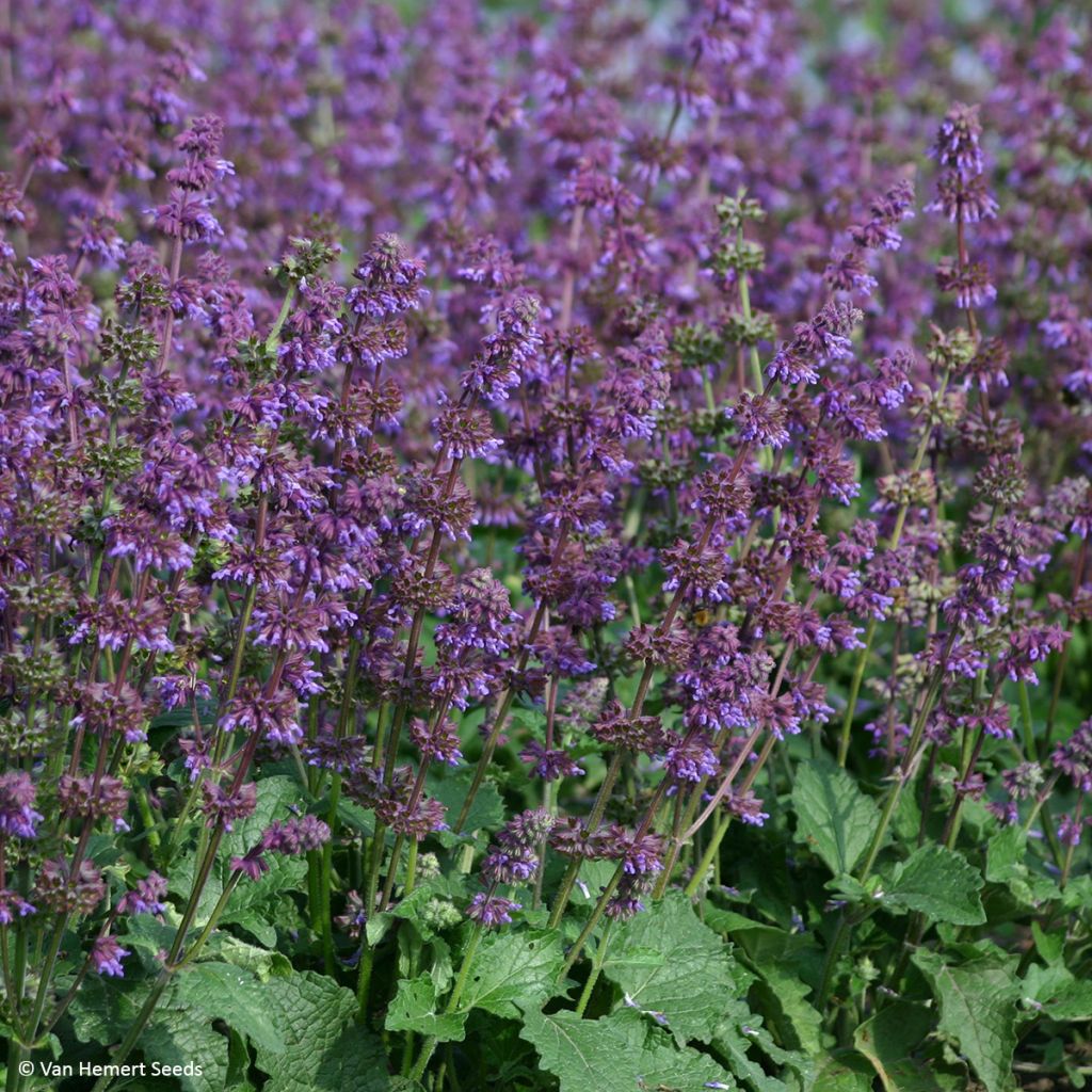 Salvia verticillata Purple Fairy Tale em sementes