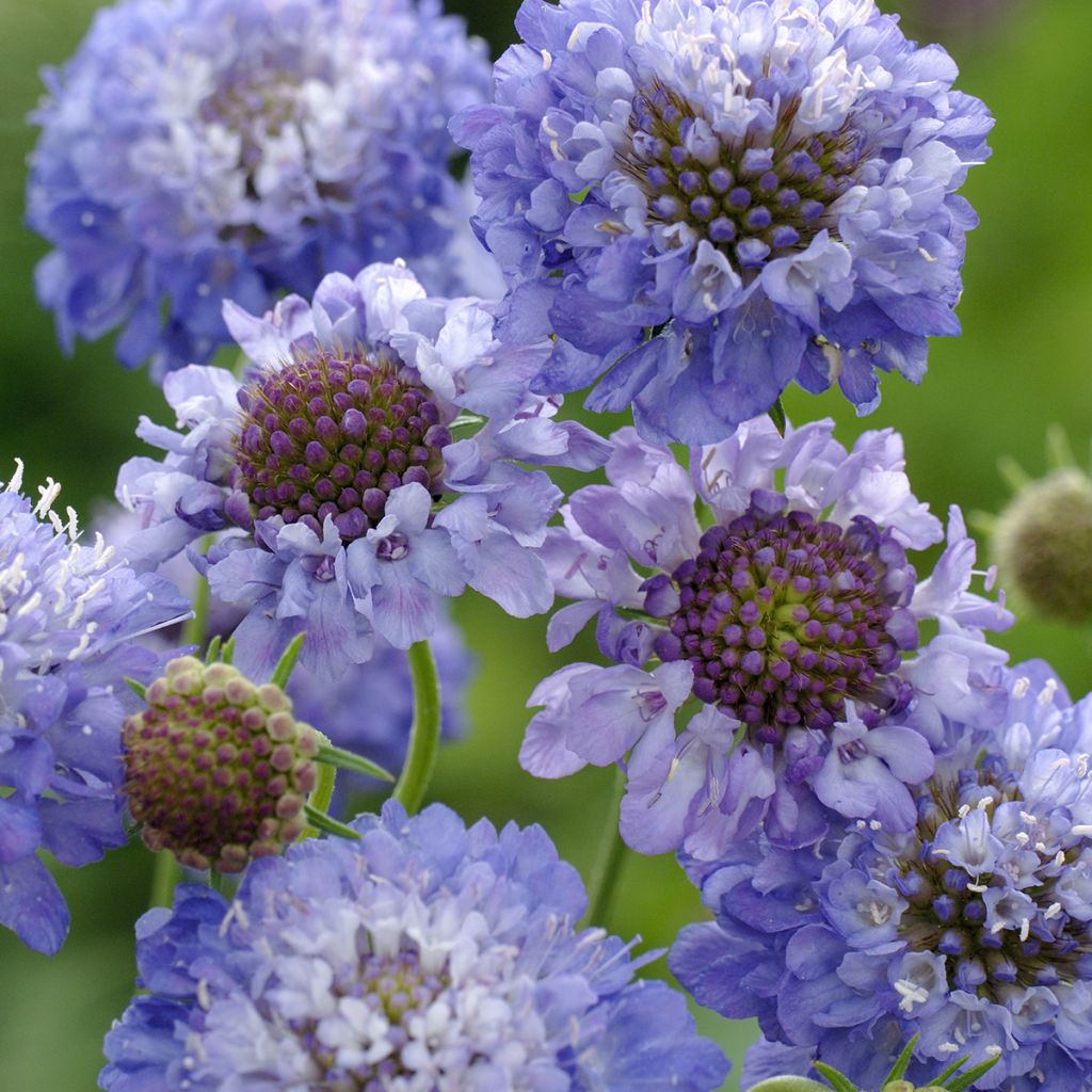 Scabiosa atropurpurea Oxford Blue biológico em sementes