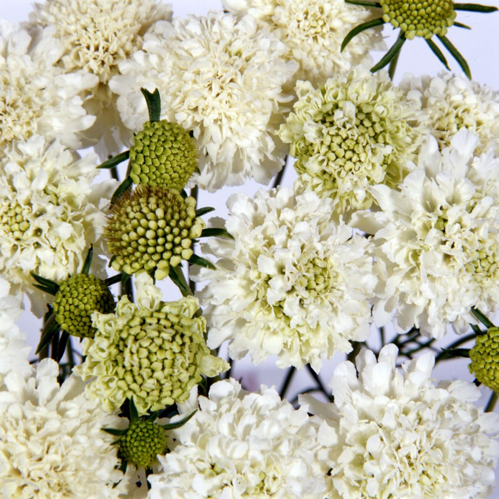 Scabiosa atropurpurea Snowmaiden em sementes