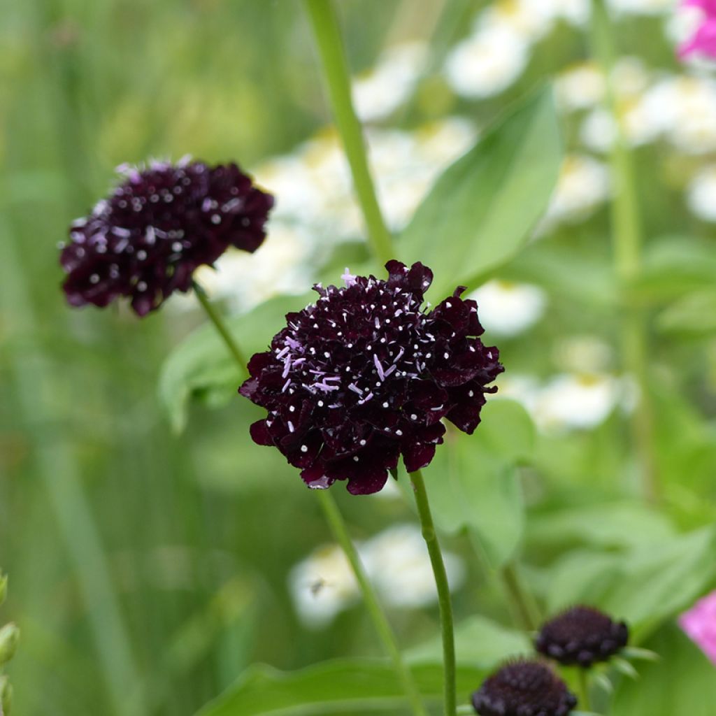 Scabiosa atropurpurea Black Knight em sementes