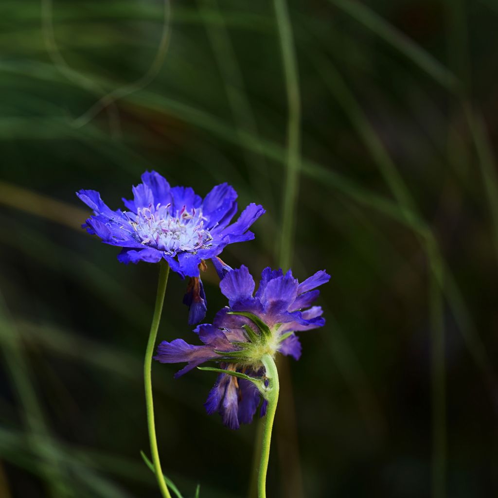 Scabiosa caucasica Fama Deep Blue em sementes