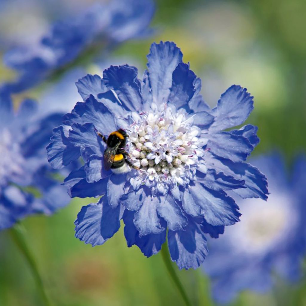Scabiosa caucasica Fama Deep Blue em sementes