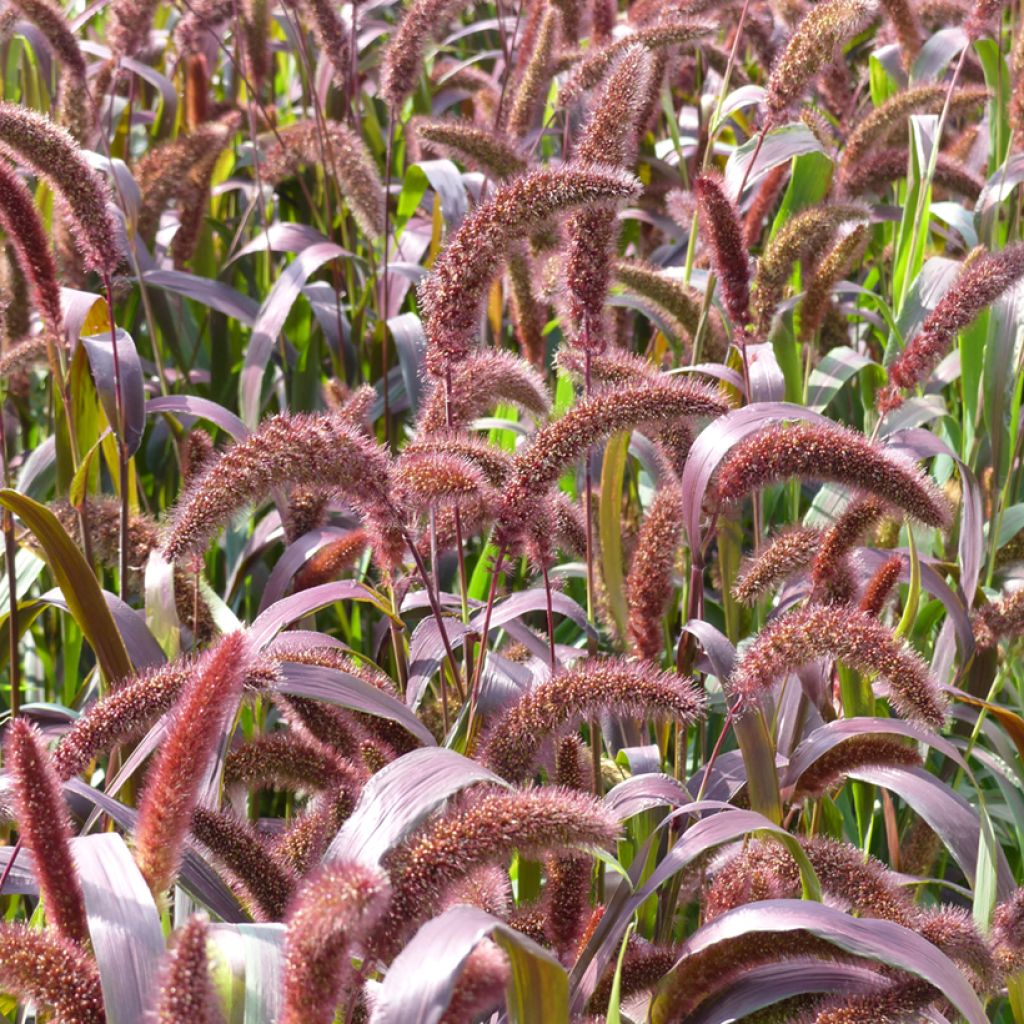 Setaria italica Red Jewel biológico em sementes