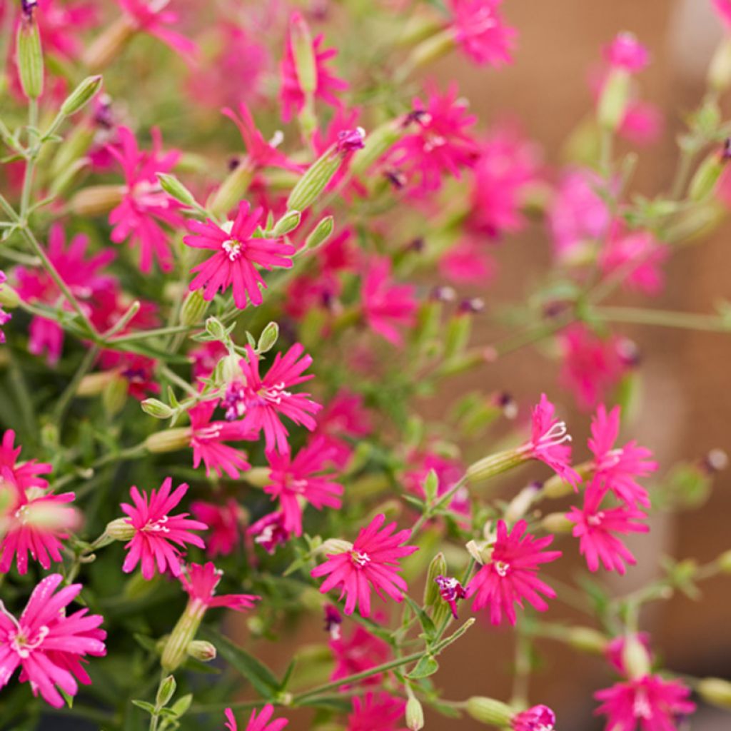 Silene Rosalyn F1 em sementes