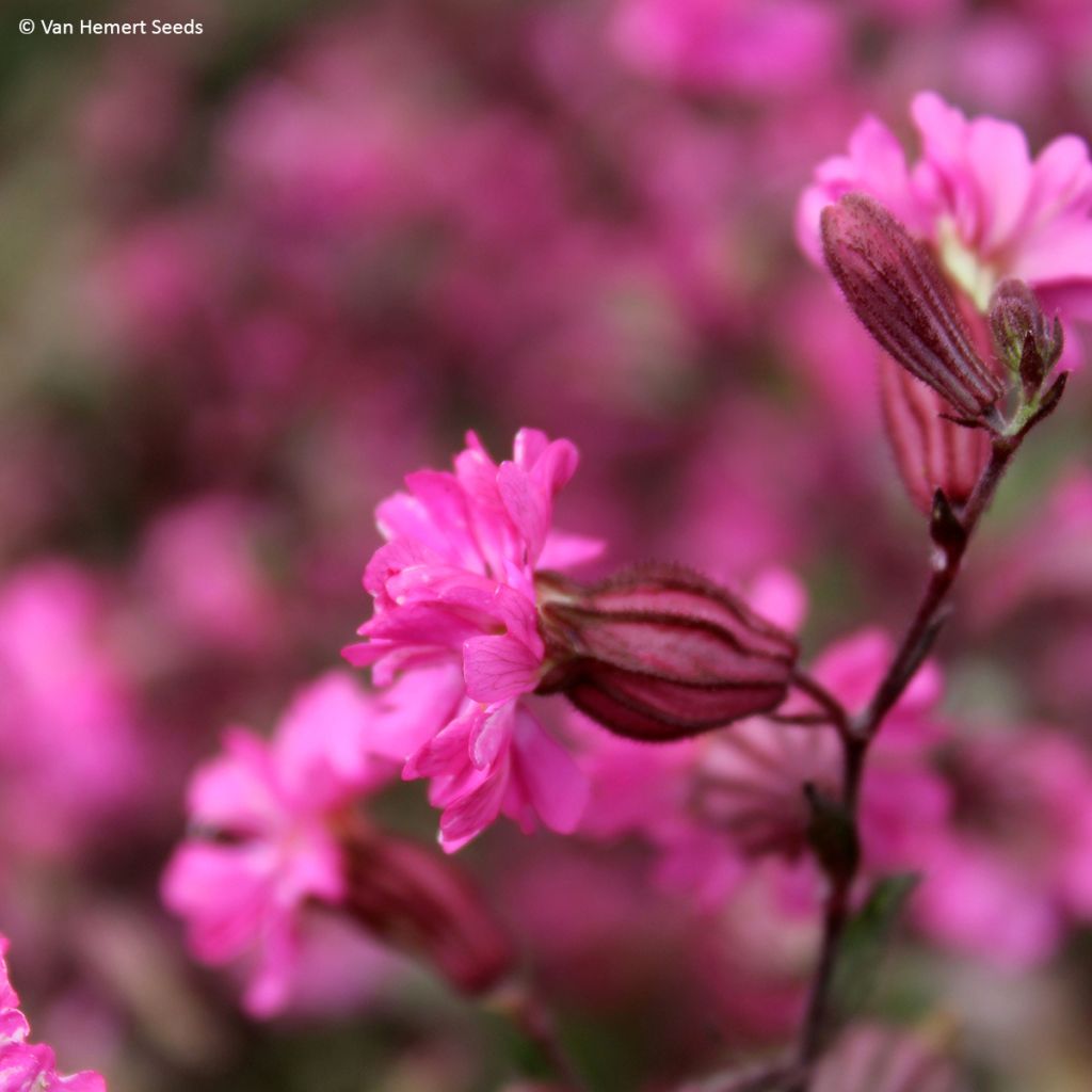 Silene pendula Sibella Carmine em sementes