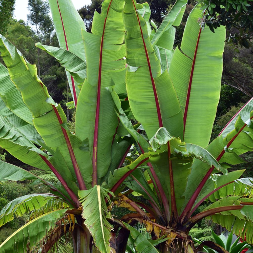 Ensete glaucum em sementes
