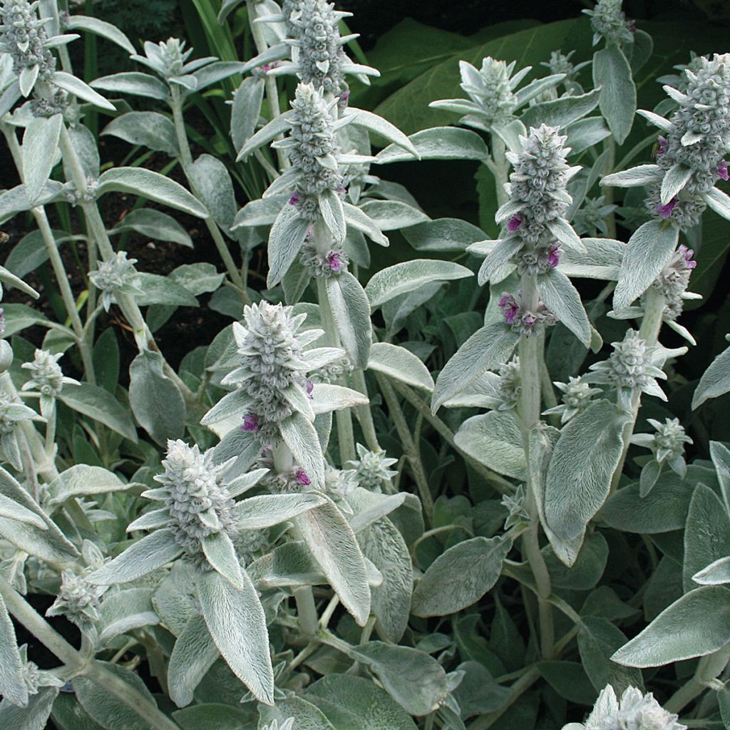 Stachys byzantina em sementes
