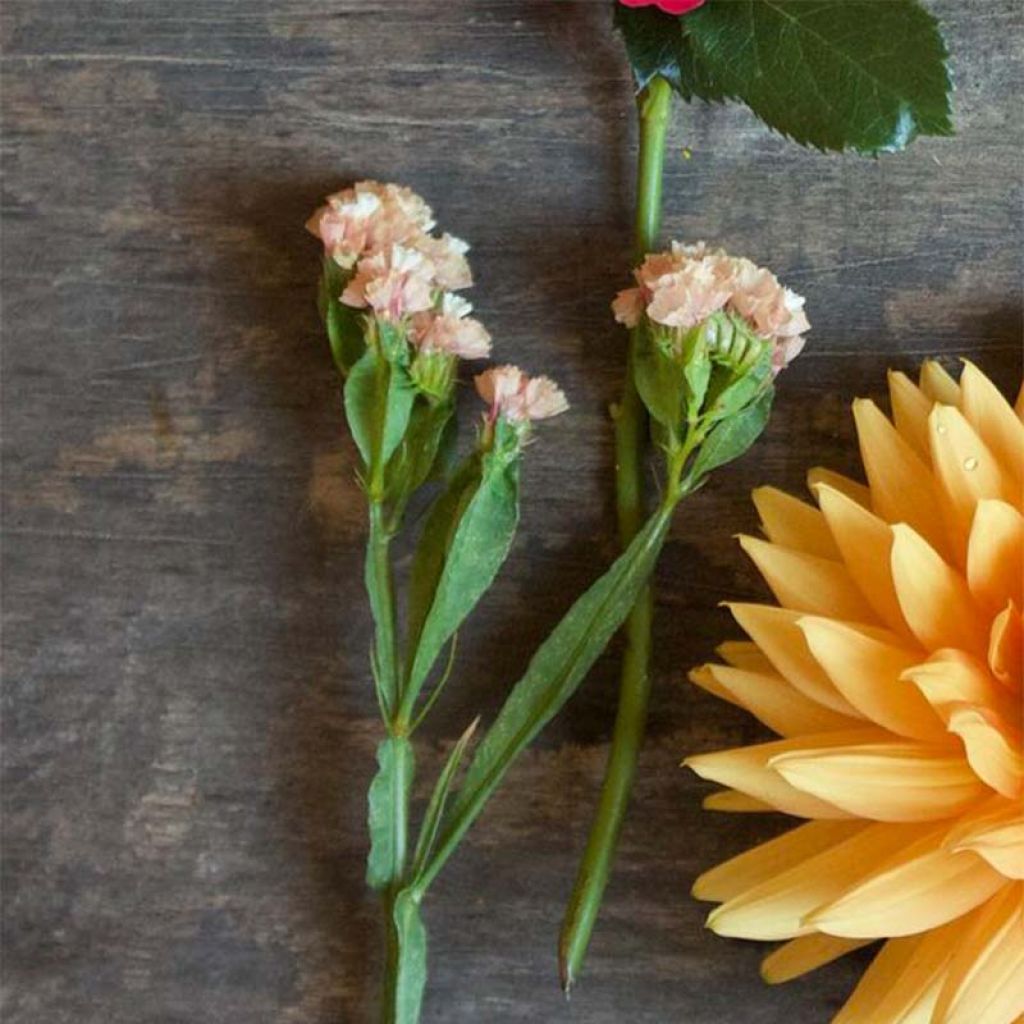 Limonium sinuatum QIS Apricot em sementes