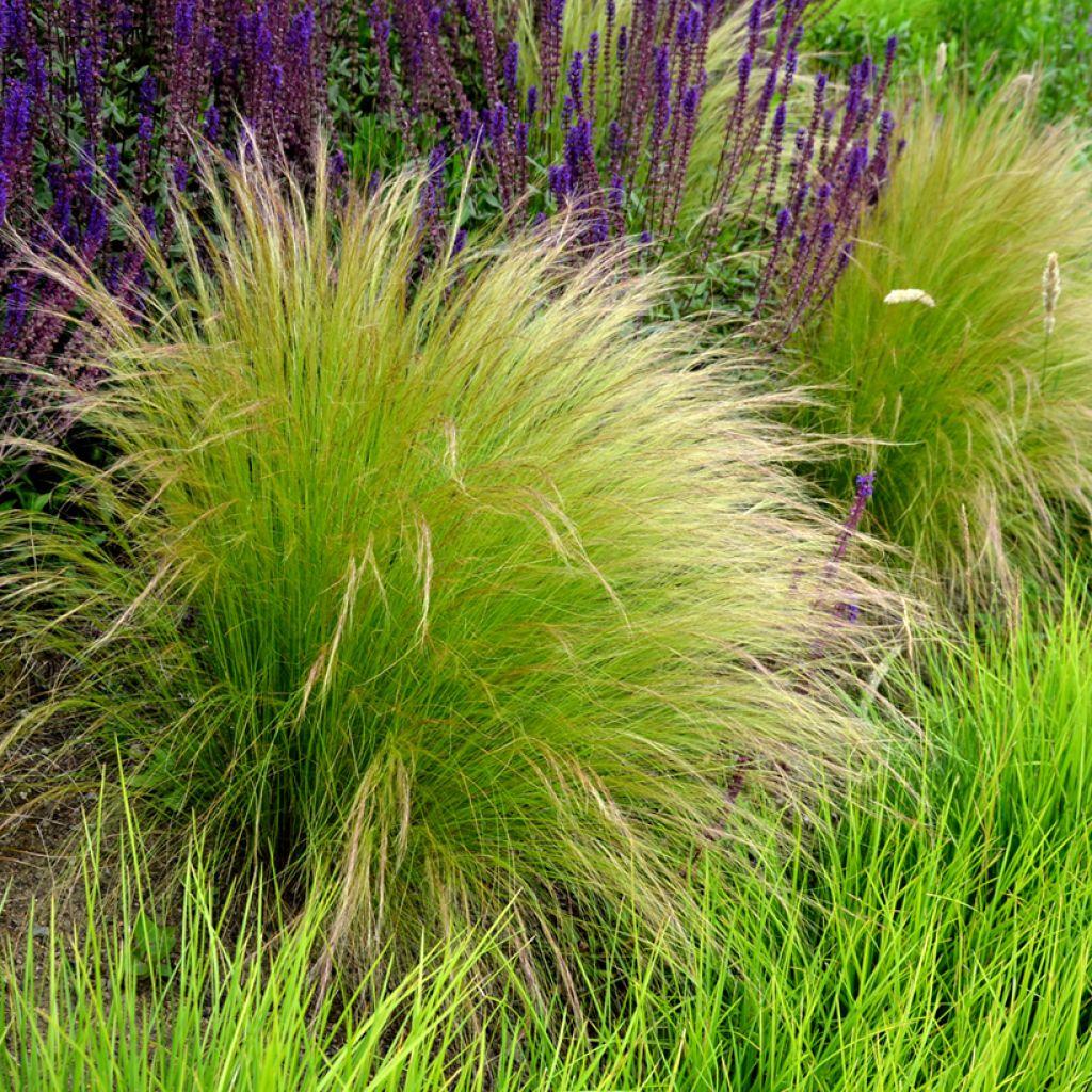 Stipa tenuissima Pony Tails em sementes