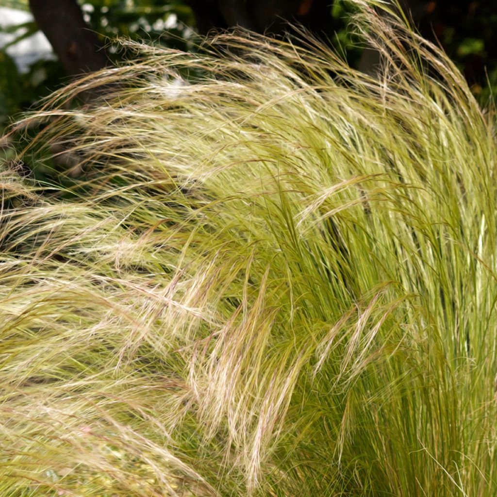 Stipa tenuissima Pony Tails em sementes