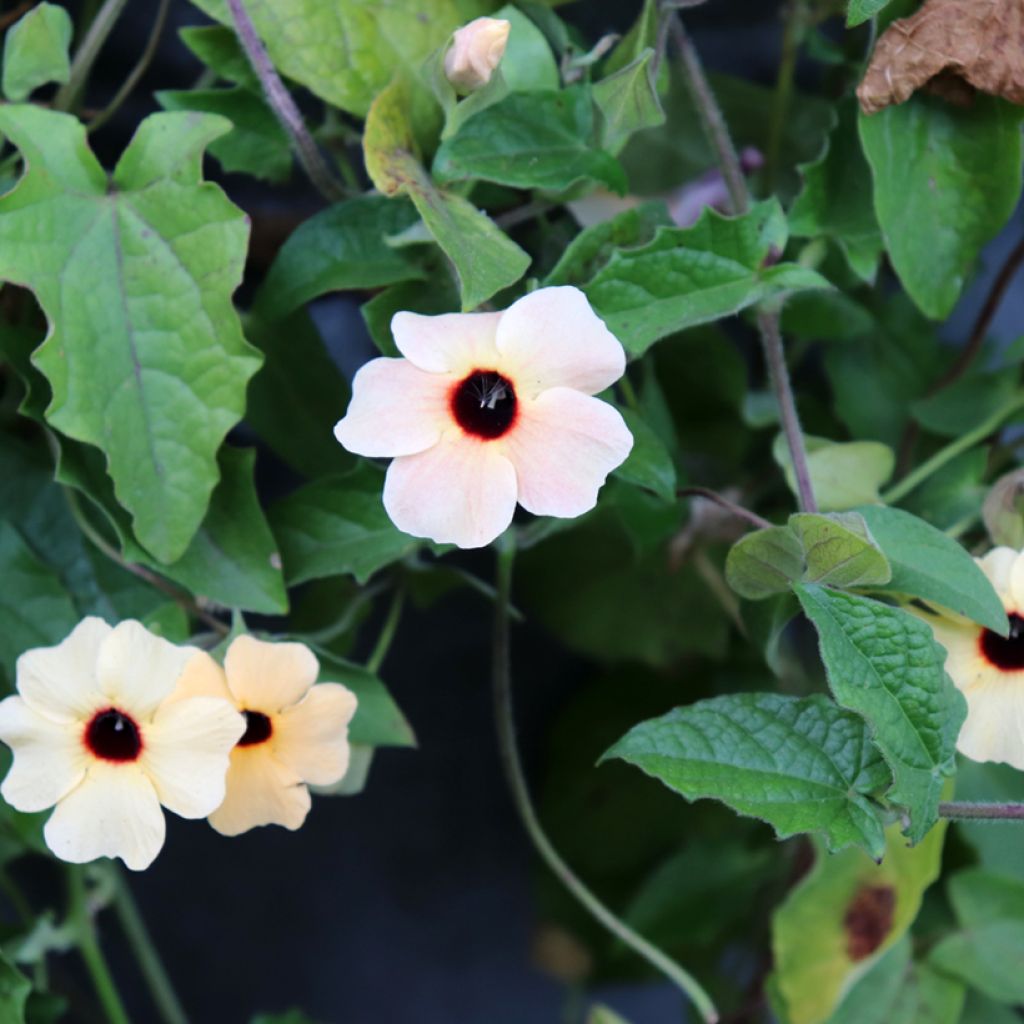 Thunbergia alata Blushing Susie em sementes