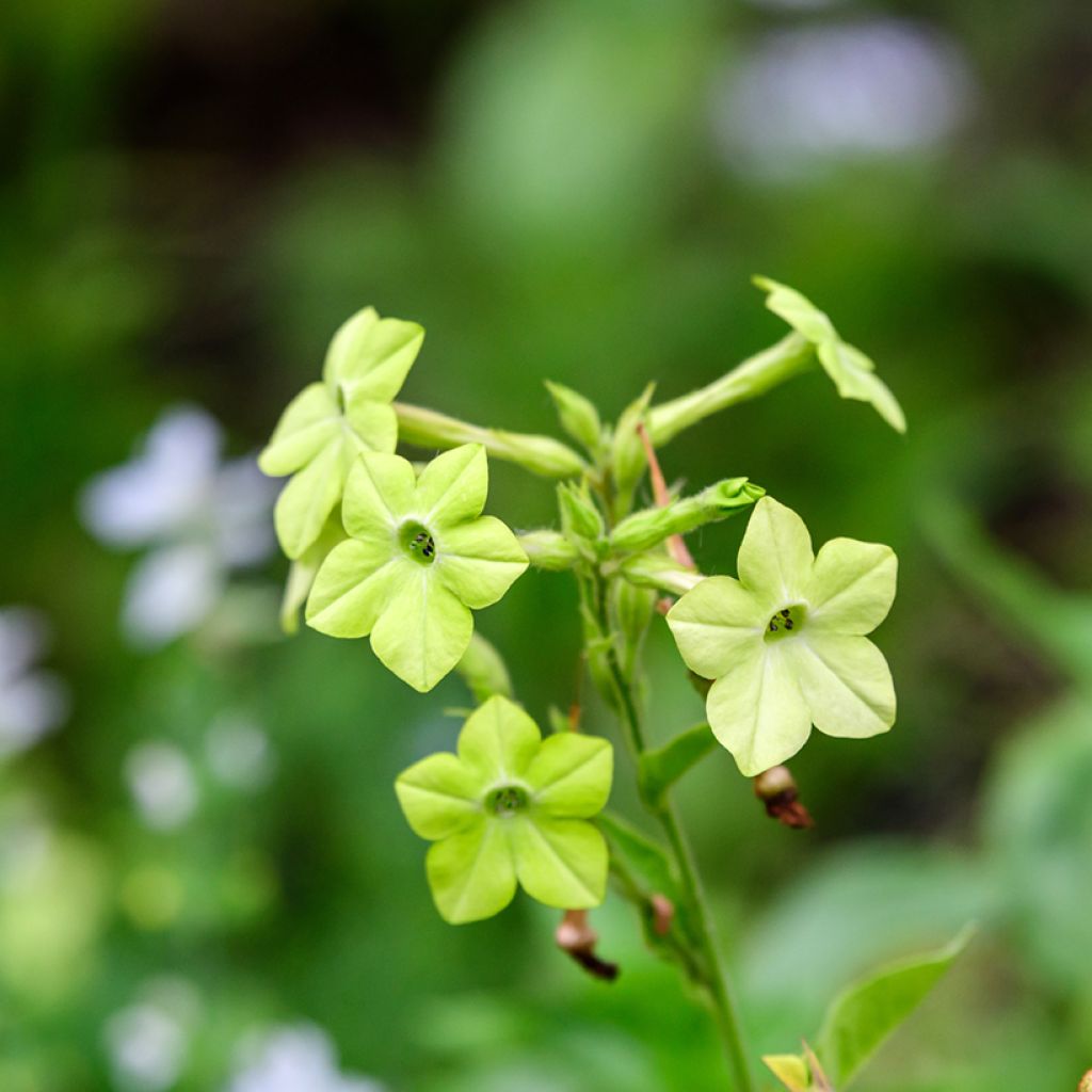 Nicotiana alata Mojito em sementes