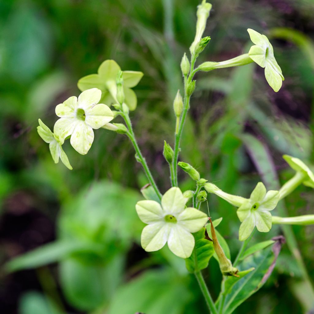 Nicotiana alata Mojito em sementes