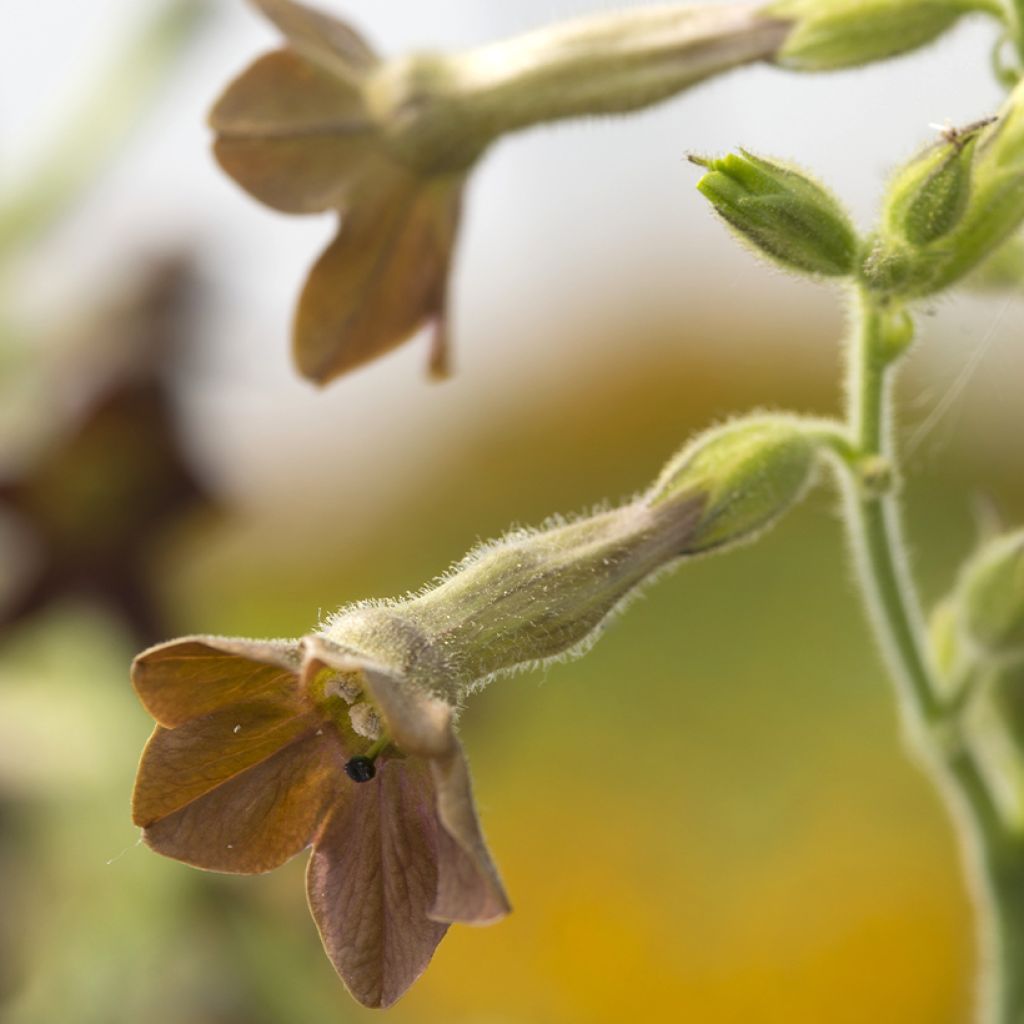 Nicotiana langsdorffii Bronze Queen em sementes