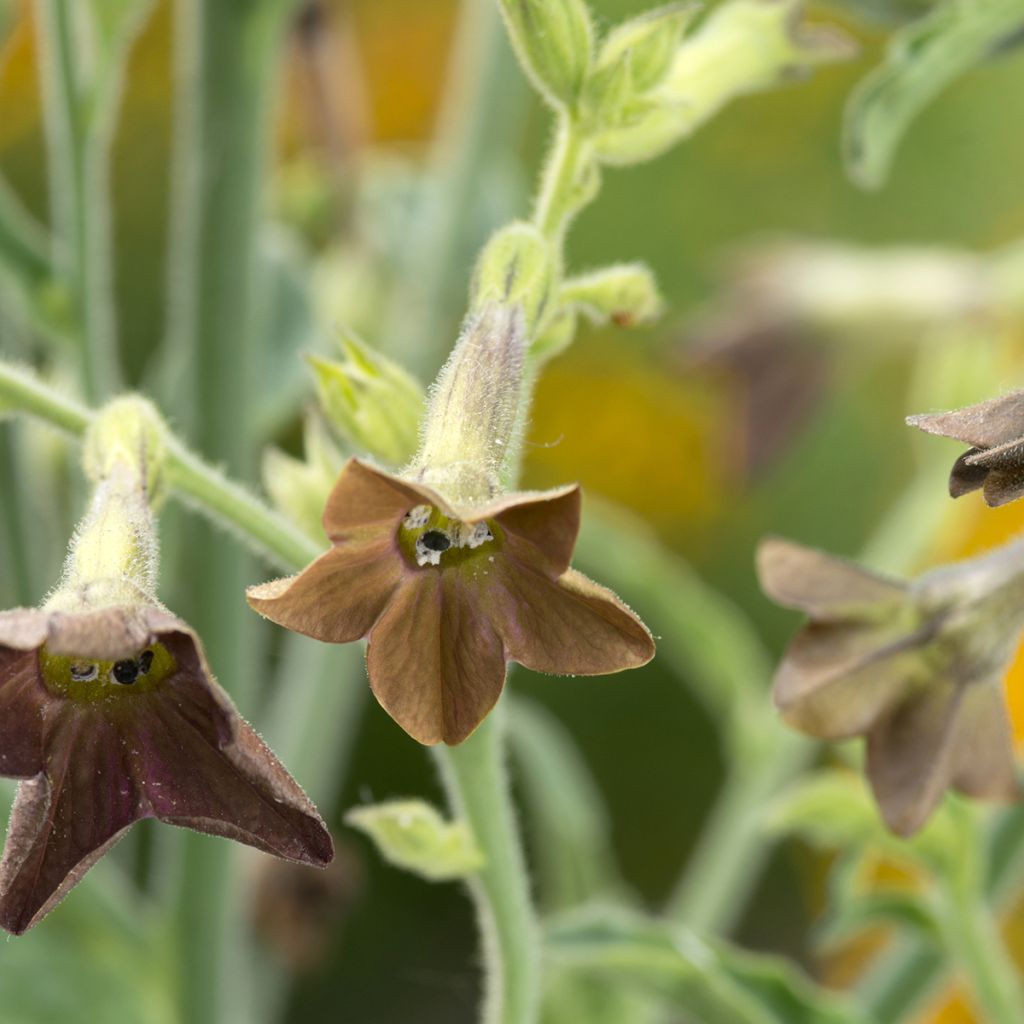 Nicotiana langsdorffii Bronze Queen em sementes