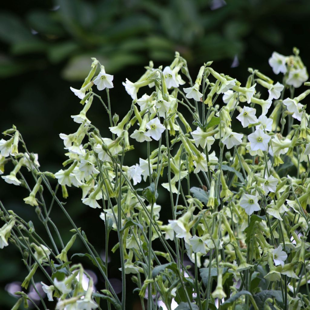 Nicotiana Starlight Dancer em sementes