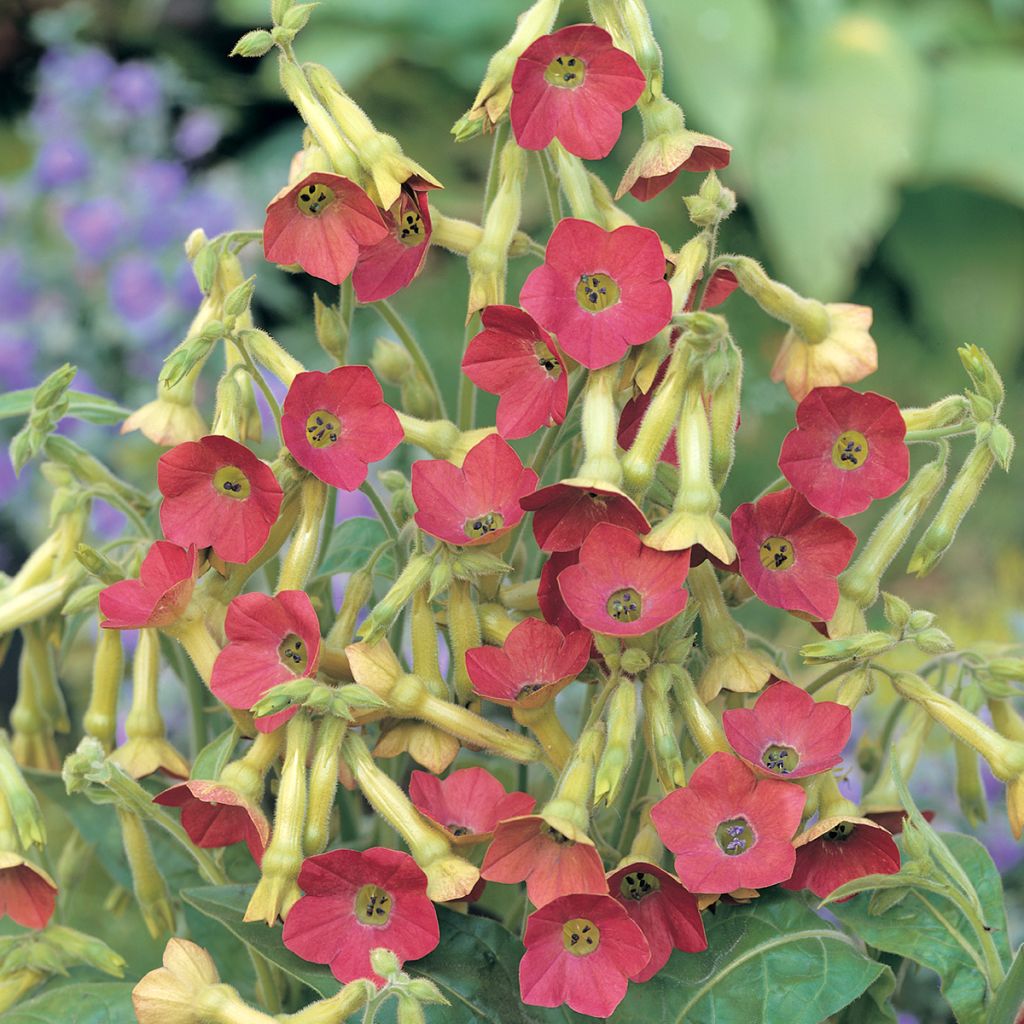 Nicotiana alata Tinkerbell F1 em sementes