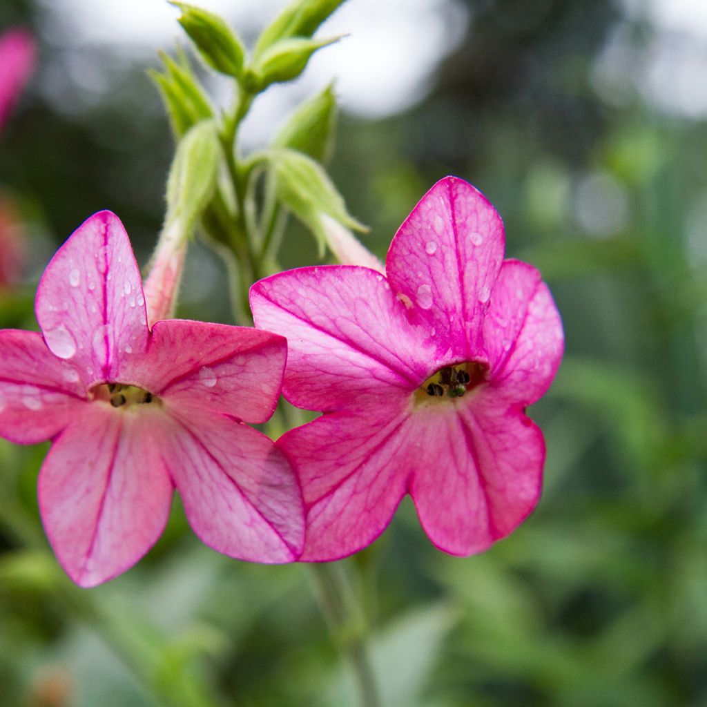 Nicotiana alata Tinkerbell F1 em sementes