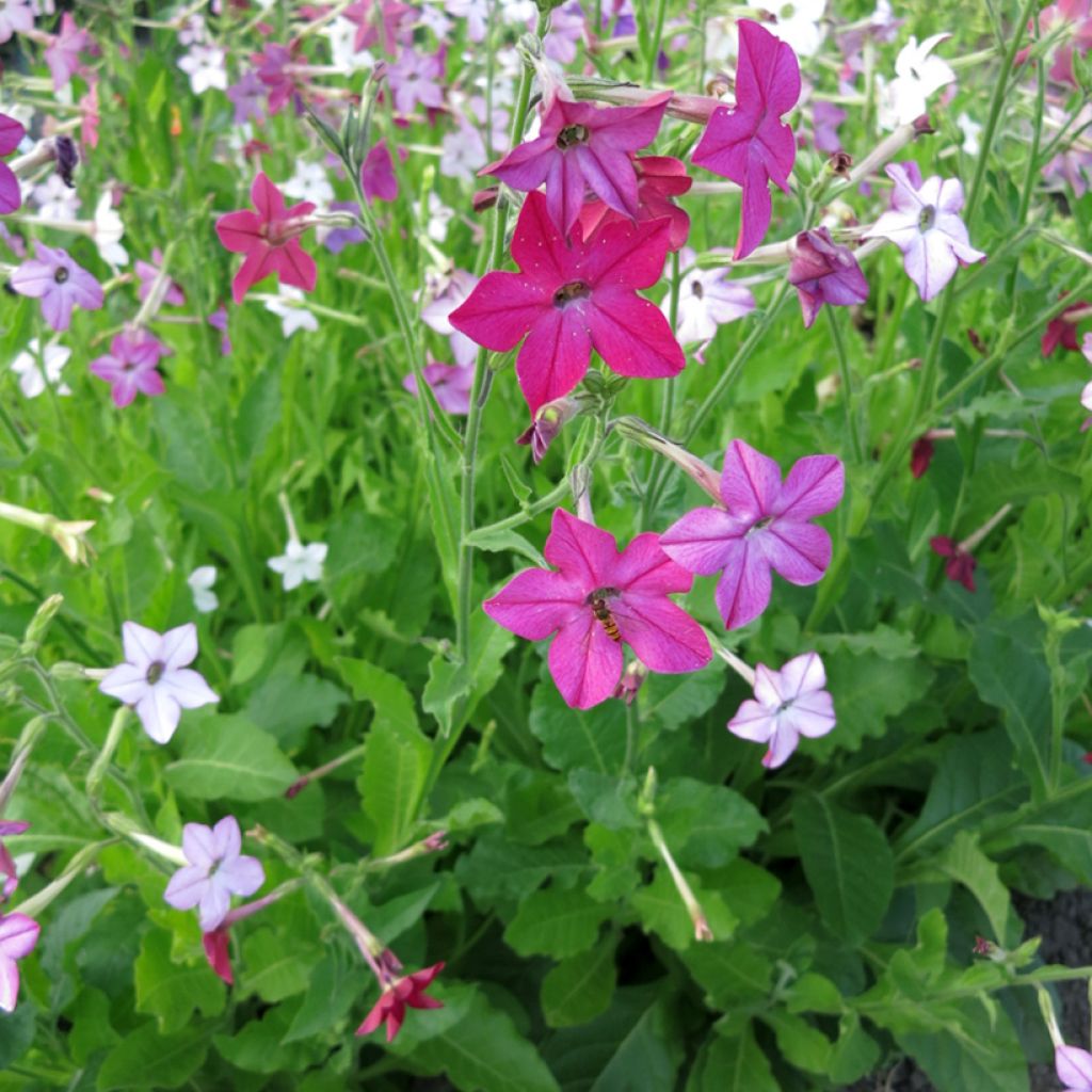 Nicotiana alata Sensation Mix em sementes