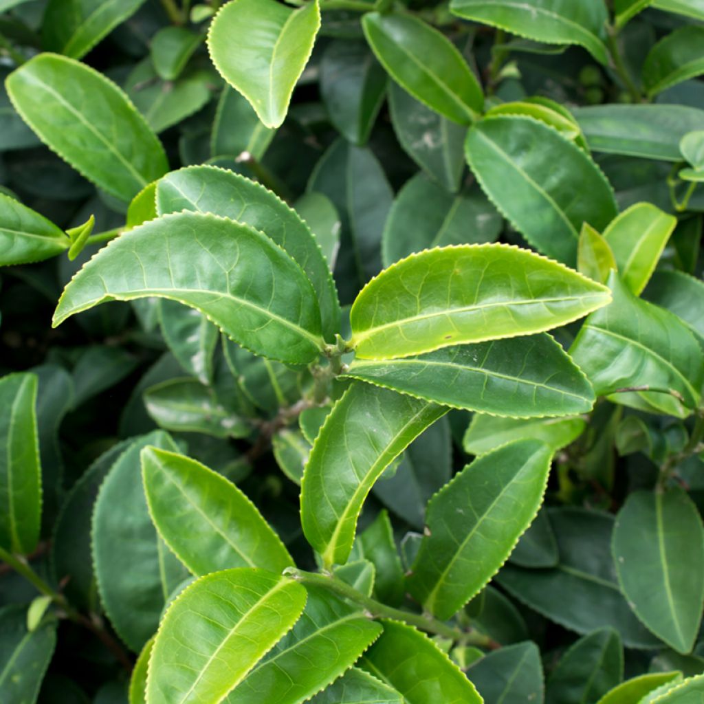 Camellia sinensis em sementes