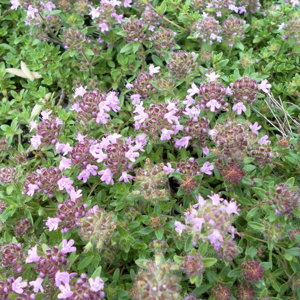 Thymus serpyllum Magic Carpet em sementes - Tomilho-serpão