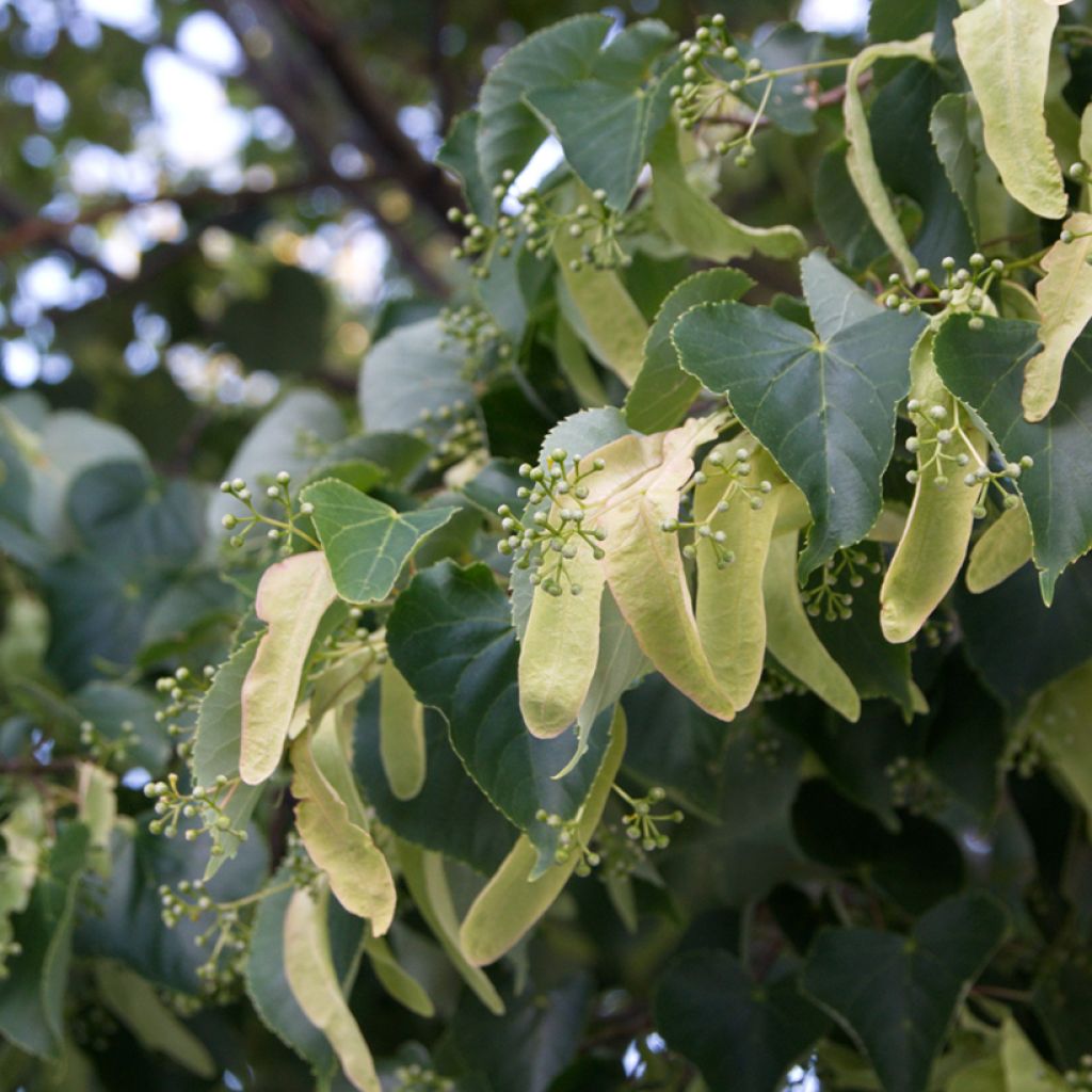 Tilia cordata em sementes