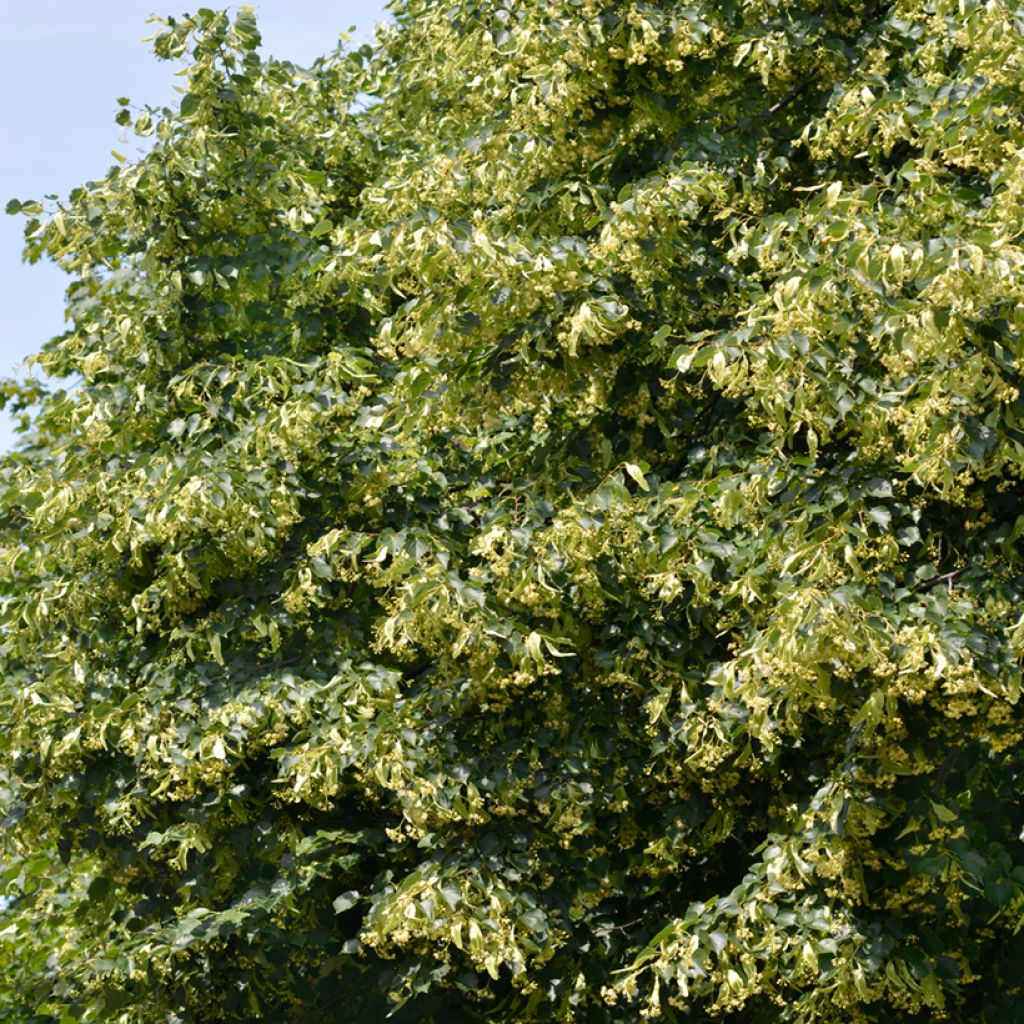 Tilia cordata em sementes