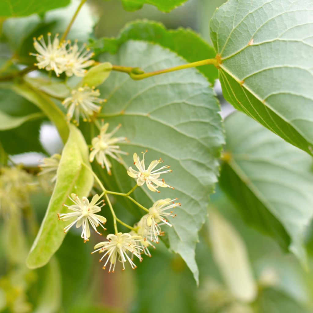 Tilia cordata em sementes