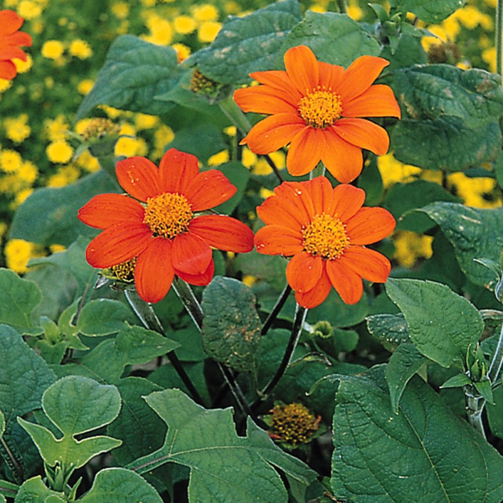 Tithonia rotundifolia Torch em sementes