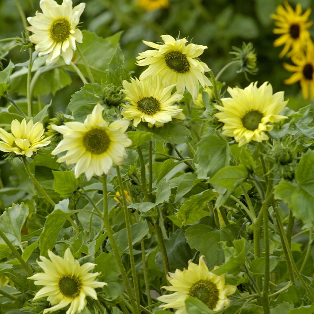 Helianthus debilis subsp. cucumerifolius Italian Green Heart em sementes