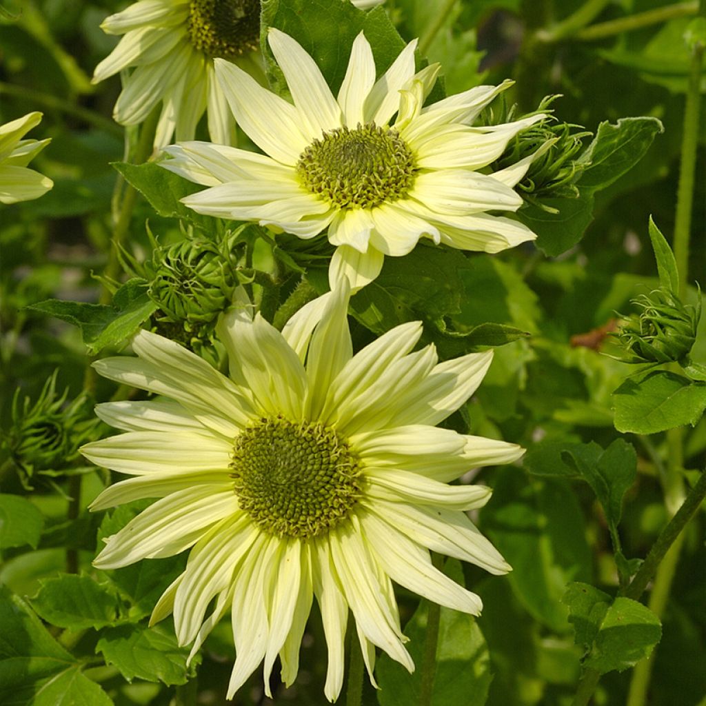 Helianthus debilis subsp. cucumerifolius Italian Green Heart em sementes