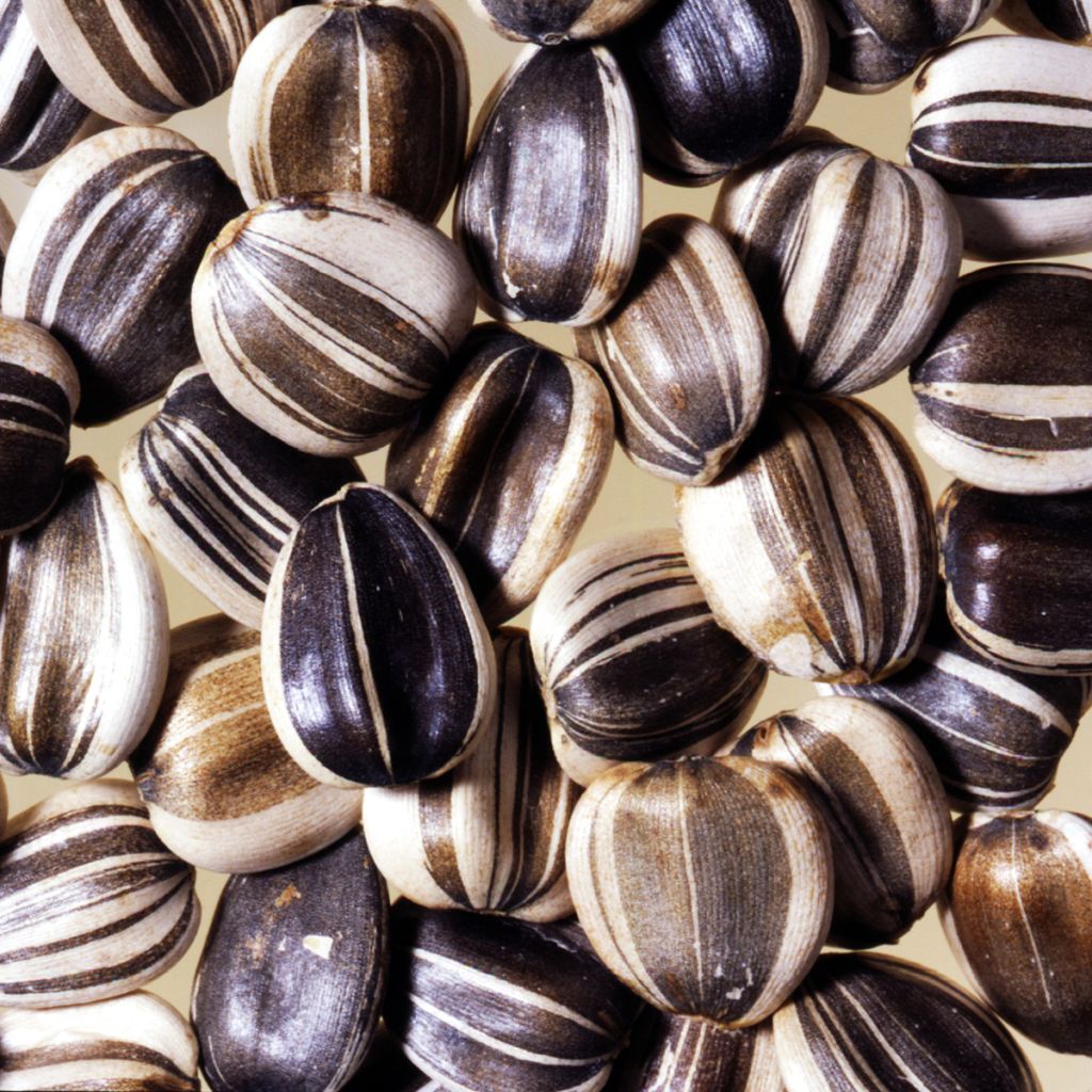 Girassol Titan extra